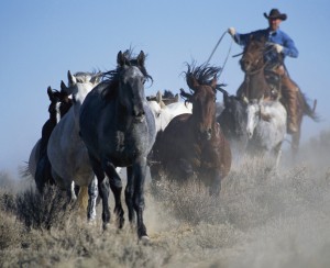 Cowboy Rounding up Wild Horses