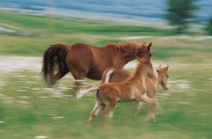 Horses running